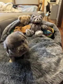 Item thumbnail for item d4da4dd7-e9d9-42da-9939-121aa770d1f0