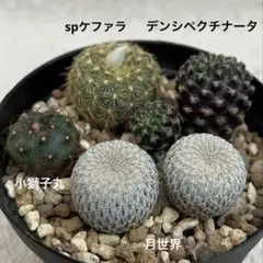 ルル様 リクエスト 3点 まとめ商品