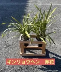 2026年最新】キンリョウヘンの人気アイテム - メルカリ