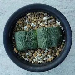 2025年最新】ガステリア 臥牛の人気アイテム - メルカリ