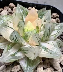 O*Z様 多肉植物　ハオルチア　白荷オブツーサ錦　極上斑