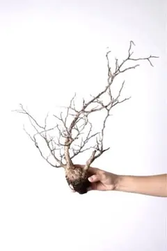 2025年最新】オペルクリカリアパキプス ベアルートの人気アイテム