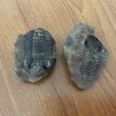 三葉虫モロッコ①ホラドプスhollardops Burtandmimiae 三葉虫モロッコ①ホラドプスhollardops Burtandmimiae - メルカリ