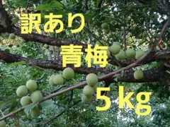 訳あり　愛知県産青梅　５kgのサムネイル