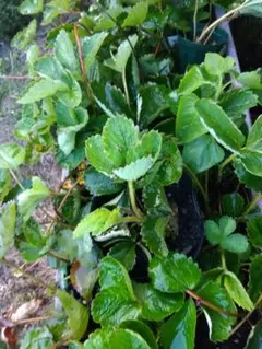 いちごの苗 5株抜き苗