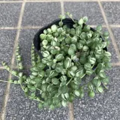 多肉植物　斑入りグリーンネックレス　抜き苗