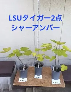 2025年最新】いちじく 苗 lsuの人気アイテム - メルカリ