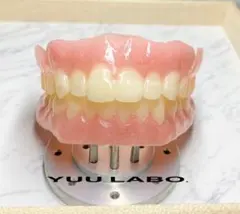 総入れ歯 成人サイズサンプル 上下セット