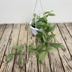 観葉植物　バニラ　吊り鉢