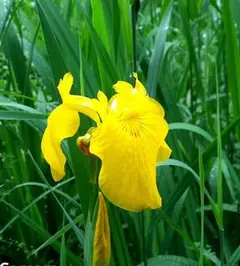 カキツバタ 苗 カキツバタA 抜苗1本 - メルカリ