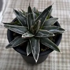 2026年最新】アガベ姫笹の雪の人気アイテム - メルカリ