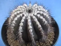 かさぽす様 リクエスト 5点 まとめ商品