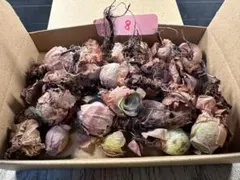 ま*き様 No.8グリーノビア　詰め合わせ　アエオニウム　多肉植物　ピンク苗多め