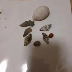 貝殻セット 7個