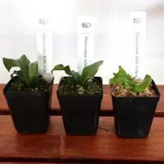 2026年最新】観葉植物 ビカクシダの人気アイテム - メルカリ