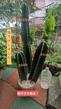 오니멘 카쿠 ▪️ 3기둥 선인장 스탠딩 화분