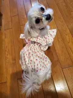 肩紐ゴム入り★着せやすいハンドメイド犬服★リボンワンピース★完成品&オーダー可能のサムネイル