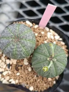 FUSASHI.様 リクエスト 2点 まとめ商品