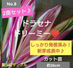 No.8【2本セット♪】ドラセナ ドリーミー♥️若い苗木♪のサムネイル