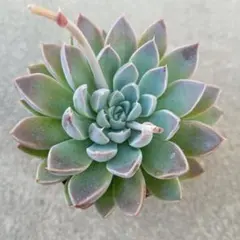 多肉植物 グリーンエメラルド錦 - メルカリ