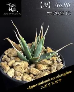 2025年最新】ユタエンシス エボリスピナの人気アイテム - メルカリ