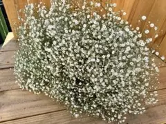 かずみ様 リクエスト 2点 まとめ商品