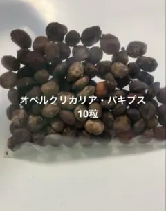 オペルクリカリア・パキプス10粒のサムネイル
