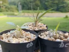 その他観葉植物 Cephalotus follicularis SOHG 02 BCP ヤ*リ様 Cephalotus follicularis SOHG 02 BCP - メルカリ
