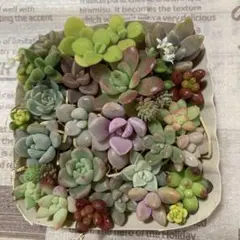 多肉植物カット苗いろいろ種類詰め合わせ ちまちま寄せセット　　寄せ植えセット