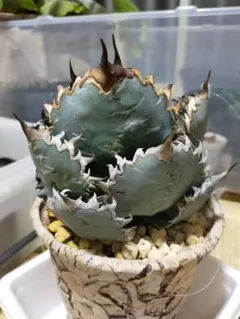 2025年最新】ライオンズメーンの人気アイテム - メルカリ