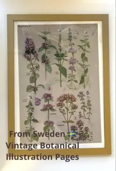 希少！ビンテージ ボタニカル イラストページ切売り額装セット-#7