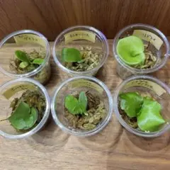 2026年最新】マダガスカリエンセの人気アイテム - メルカリ