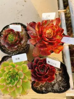 53 多肉植物 アエオニウム 抜き苗 4種セット