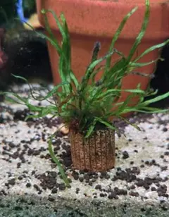 2025年最新】ミクロソリウム本ナローの人気アイテム - メルカリ