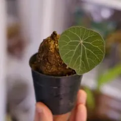 ヒナカンアオイ 2021年播種実生株 山野草 カンアオイ - メルカリ