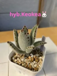 こーみん様 リクエスト 3点 まとめ商品