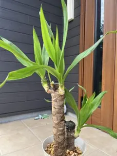 徳島 引き取り ドラセナ コンパクタ 大型 観葉植物 - メルカリ