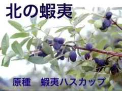 2026年最新】ハスカップ苗木の人気アイテム - メルカリ