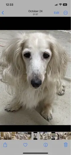 確認用【ミルク】