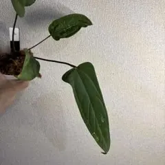 Anthurium RVDP✖️AOS 斑入り - メルカリ