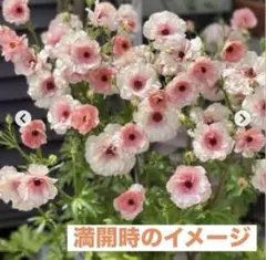ラナンキュラスラックス　アリアドネ　球根のサムネイル