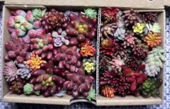 ミニ箱 セダムのちまちま寄せセット カット苗【匿名配送】