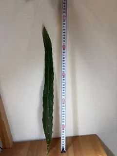 엄청 긴 ❗️ “좋은 상품 ❗️ 치바현 용과 모종/붉은 고기”길이: 49cm