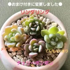 2025年最新】ぼのぼのさん苗の人気アイテム - メルカリ