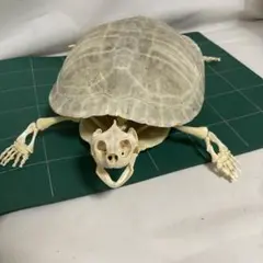 ミシシッピアカミミガメ　骨格　ミドリガメ　その1