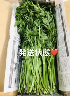 6月2日発送予定】パクチー 香菜 コリアンダー 2400g【ree様専用