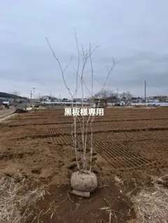 エゾ山桜苗木 1.5メートル 淡いピンクの桜の苗木 - メルカリ