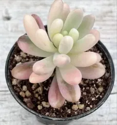 多肉植物　乙女心錦　抜き苗