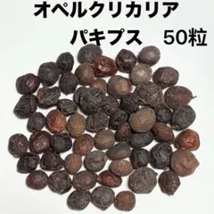 オペルクリカリア・パキプス 50粒種子 2026.03採取 #1のサムネイル