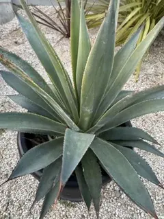 2026年最新】アガベ ブルーグローの人気アイテム - メルカリ